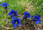 28 Gentiana clusii (Genziana di Clusius)